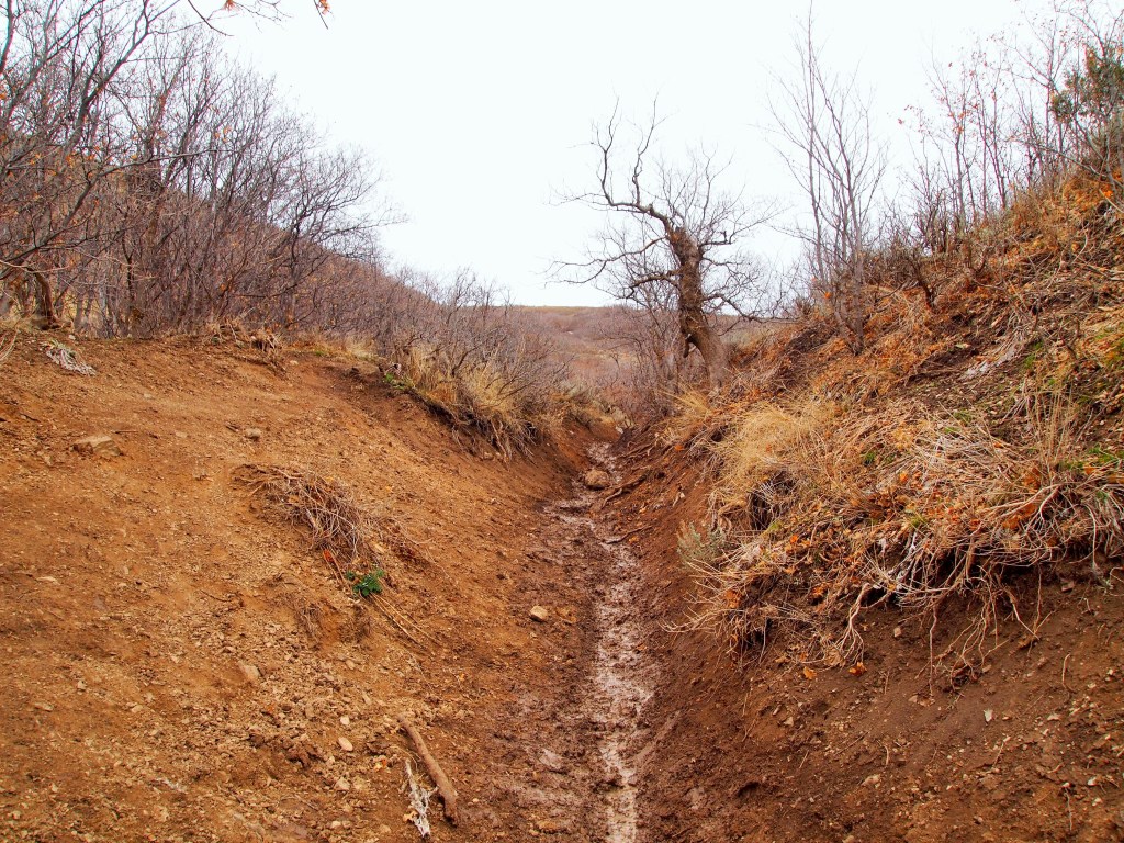 Starting up the ravine trail